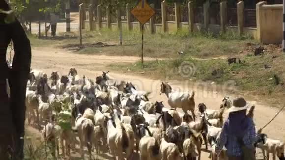 缅甸巴根古寺附近的山羊视频的预览图