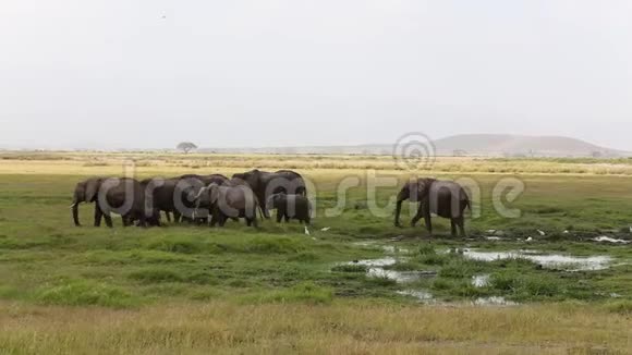 安博塞利国家公园河浴后的大象视频的预览图