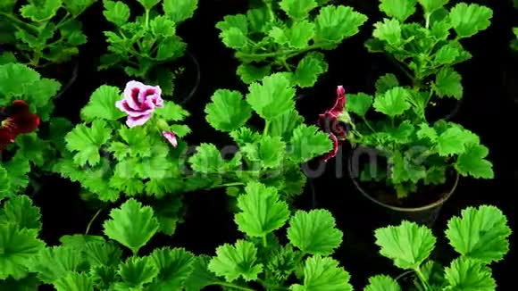 花卉温室种植观赏和花卉进行景观设计和赠送盆栽的绿色植物视频的预览图