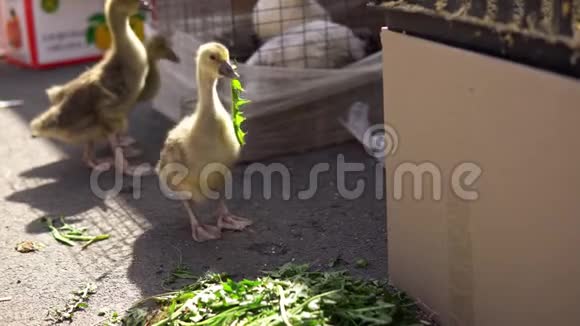 雏鹅在农场市场上吃蒲公英叶子视频的预览图