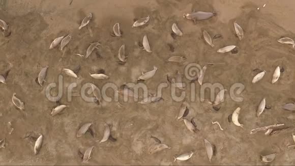 大象海豹海滩日出太平洋海岸美国视频的预览图