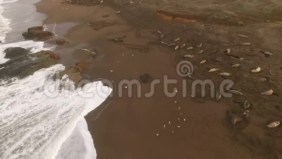 大象海豹海滩日出太平洋海岸美国视频的预览图