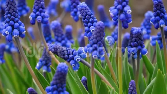 蓝色花朵马斯卡里视频的预览图