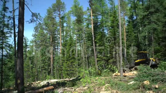 森林收割机在行动砍伐树木视频的预览图