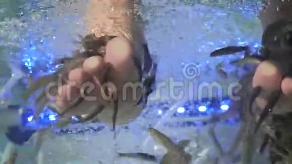 足疗鱼水疗瑞发加拉鱼水疗把鱼和脚放在蓝色的水里水疗修脚和治疗视频的预览图