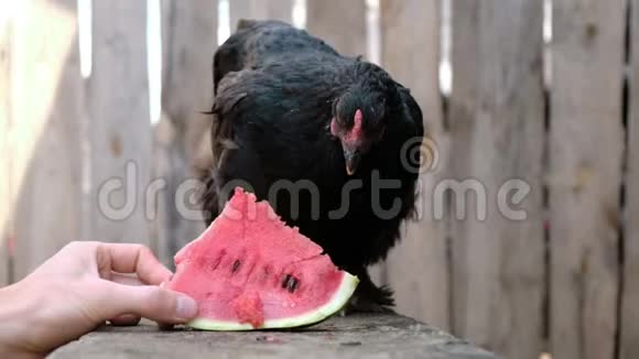 黑鸡在农场啄西瓜视频的预览图