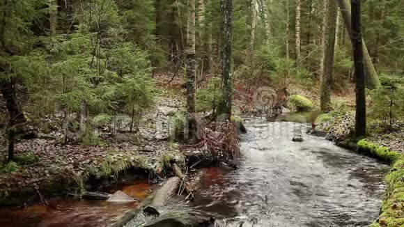 寒冷而快捷的森林河视频的预览图