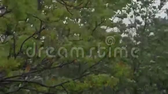 狂风和树木视频的预览图