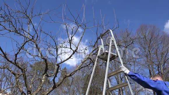 专业园丁爬上梯子修剪果树树枝视频的预览图