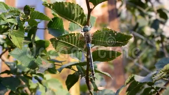 大蜻蜓坐在树枝上绿树成荫视频的预览图