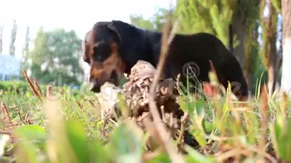大猎犬在户外繁殖啃食大树枝视频的预览图