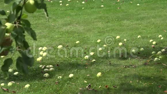园丁男童提着装满水果的篮子在花园的树下摘苹果4公里视频的预览图