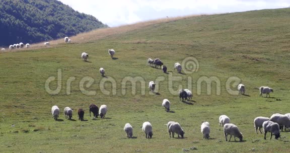 一群羊在绿草上视频的预览图