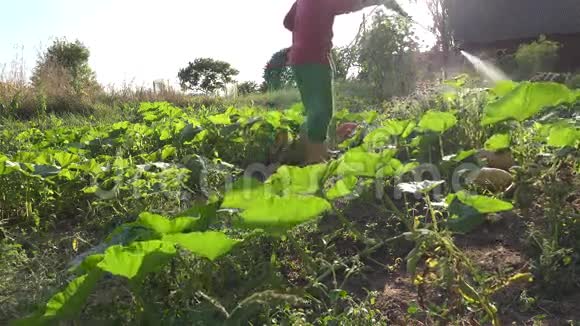 男人用喷雾器给农场里的南瓜和西葫芦蔬菜施肥4K视频的预览图