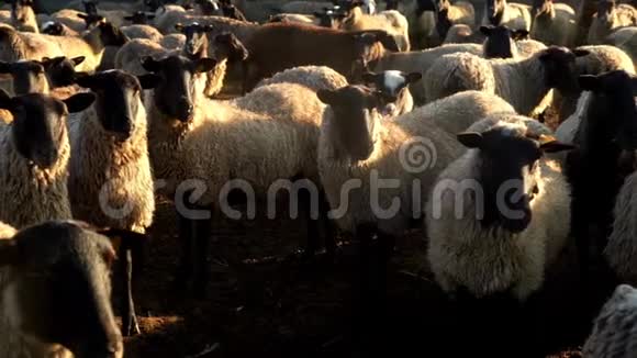 羊群成群地站在牲畜场的牧场上在农场放羊视频的预览图