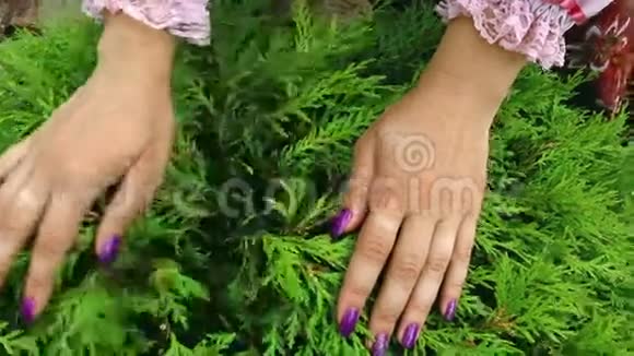 雌手抚摸灌木柏树视频的预览图