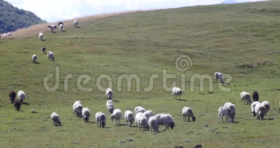 一群羊在绿草上视频的预览图