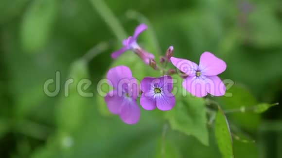 卢纳里亚紫色的透明花朵模糊的绿色背景视频的预览图