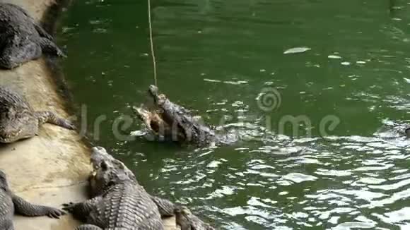 鳄鱼在动物园里躺在绿色沼泽河附近的地上觅食泰国亚洲慢动作视频的预览图