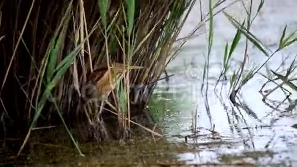 小卤在池塘里猎捕一只青蛙视频的预览图