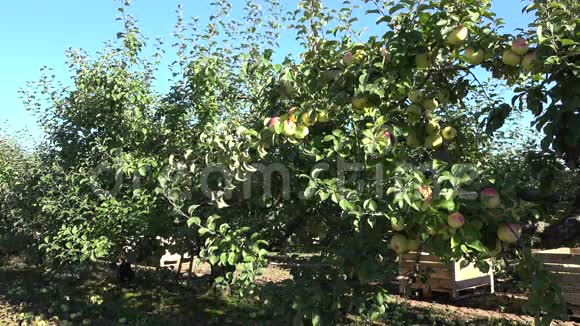 秋收苹果树排成一排有成熟水果的盒子阳光明媚4公里视频的预览图