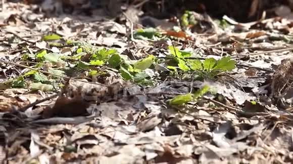 嫩绿的小草在明媚的春光下特写镜头视频的预览图