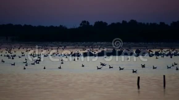 黎明前鹈鹕和其他鸟类在水上觅食的剪影视频的预览图