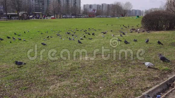 一群鸽子在绿草上发光视频的预览图
