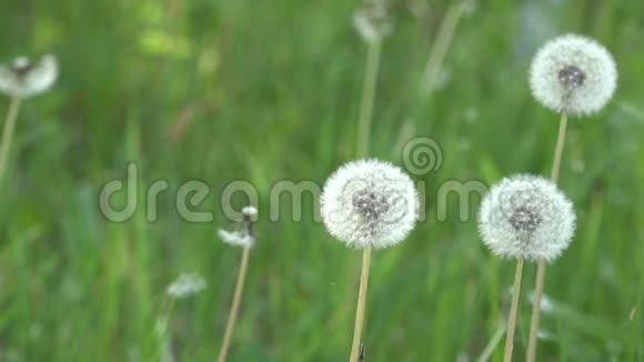 草坪上有蒲公英洁白娇嫩脆弱的花朵视频的预览图