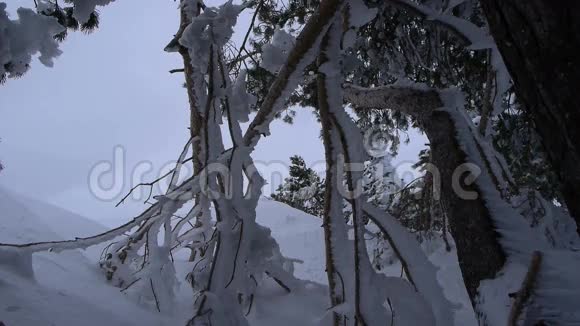树木上的冰的细节视频的预览图