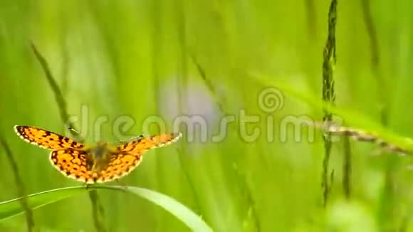 草地上的蝴蝶视频的预览图