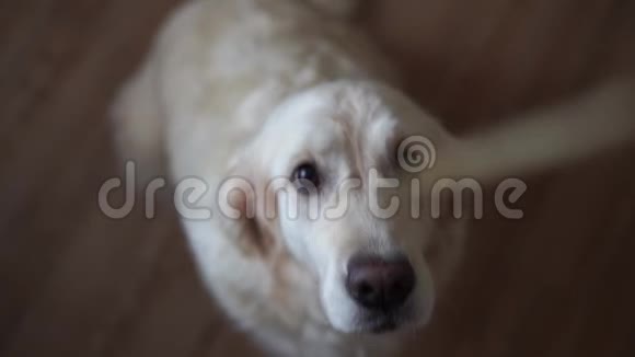 有趣的慢动作视频狗黄金猎犬捕捉食物在家里慢动作高速摄像机视频的预览图