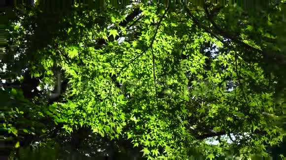 韩国济州哈拉国家公园的枫树视频的预览图