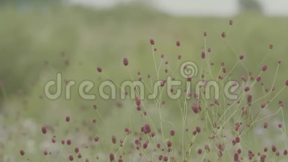 森林里的紫色花朵森林灌木绿草自然背景视频的预览图