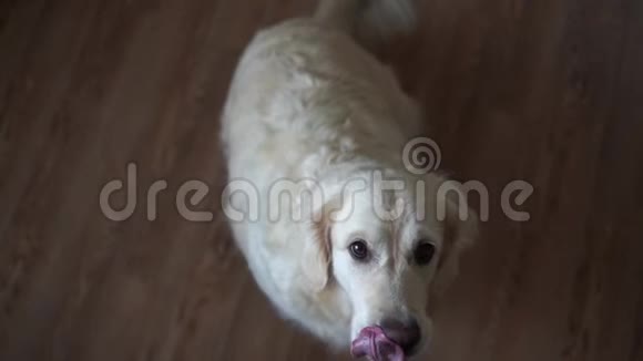 有趣的慢动作视频狗黄金猎犬捕捉食物在家里慢动作高速摄像机视频的预览图