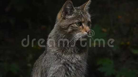 欧洲野猫肖像特写视频的预览图