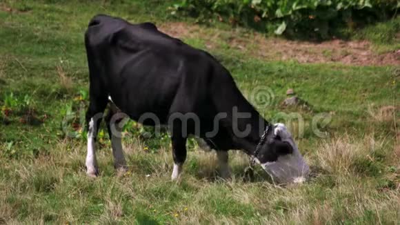 奶牛在绿野上放牧视频的预览图