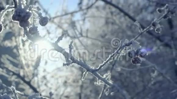 覆盖着海霜的树枝和浆果视频的预览图