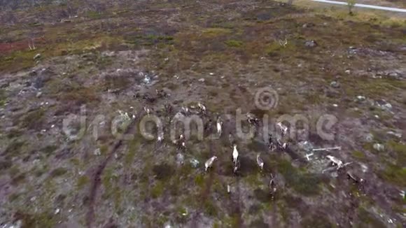 一群芬兰驯鹿沿着苔原奔跑视频的预览图