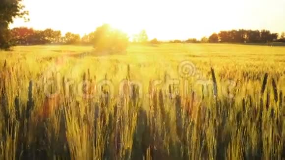 傍晚的麦田金色的阳光视频的预览图