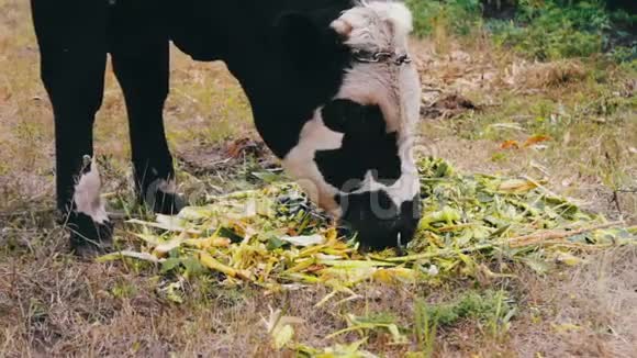 年轻的黑白色公牛吃地上的饲料在草地上吃草的公牛视频的预览图