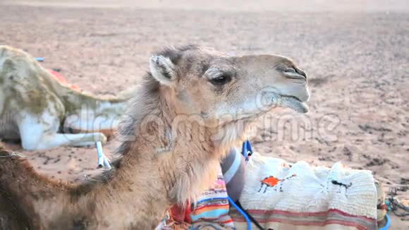沙漠骆驼咀嚼视频的预览图