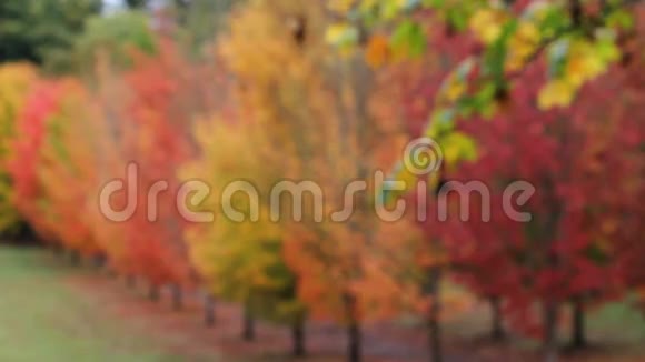 秋天的秋天树叶从模糊的树变成清晰的聚焦的枫树1080p视频的预览图