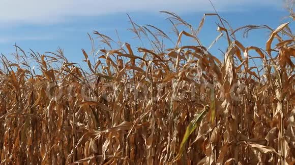 成熟的田野玉米在微风中沙沙作响视频的预览图