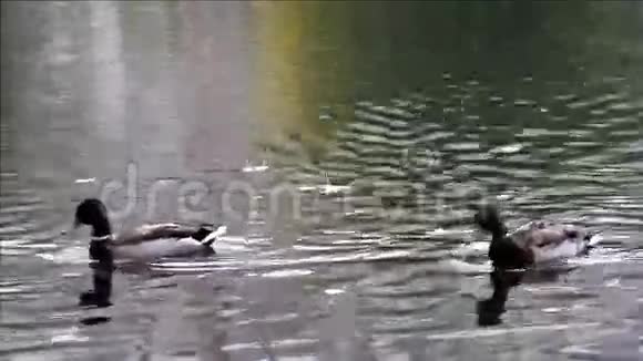 秋塘鸭视频的预览图