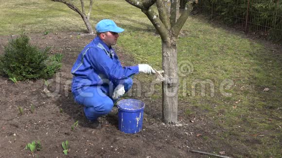 年轻的园丁细心地给他的花园树木涂白用爱心触摸树枝视频的预览图