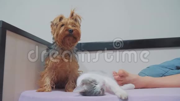 猫和狗在一起睡觉有趣的视频室内的猫狗情谊在生活方式的脚下睡觉视频的预览图