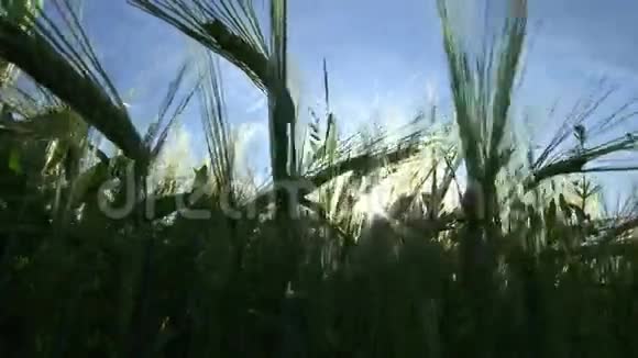 风摇大麦穗视频的预览图