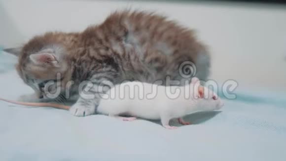 小灰小猫猫和白鼠互相嗅嗅有趣的稀有视频老鼠和小可爱的小猫生活方式视频的预览图