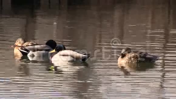 在湖上休息的成群的马拉德视频的预览图